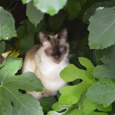 Hameau Des Gardes Vila