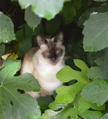 Hameau Des Gardes Willa